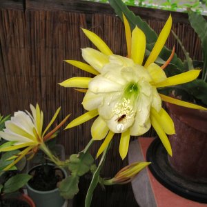 Phyllocactus