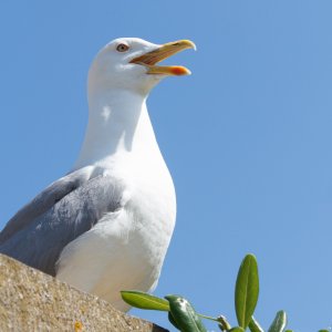 eine Möwe in Kroatien