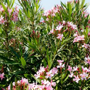 Oleander