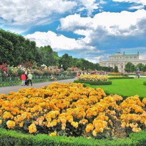 Rosengarten im Wiener Volksgarten