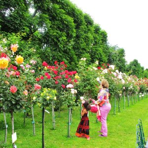 Rosengarten im Wiener Volksgarten