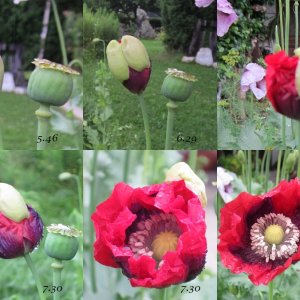 Schlafmohn