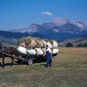 Südtirol - Bauer mit Pferdefuhrwerk auf der Seiser Alm