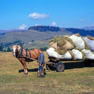 Seiser Alm Pferdefuhrwerk Heu