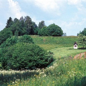 Wiesenlandschaft