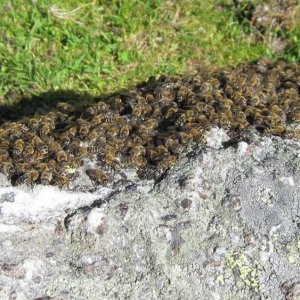 Ein Bienenschwarm auf der Alm