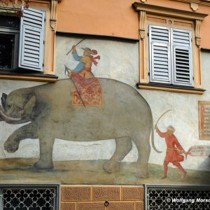 Der Elefant Soliman in Brixen