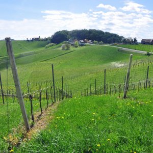 Südsteirische Weinstraße