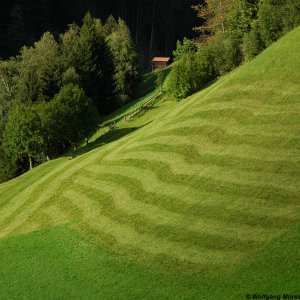 Wiese in Ellbögen
