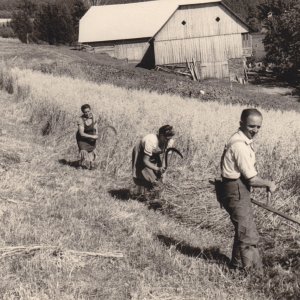 Kornschnitt Heuarbeit