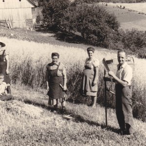 Kornschnitt Heuarbeit