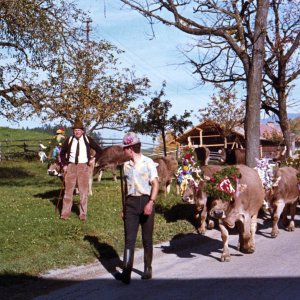 Almabtrieb Wiesenhöfe Rinn