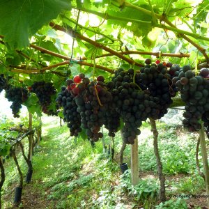 Weintrauben Sonnenberg Naturns