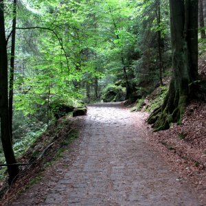 Sächsische Schweiz -Weg zum Amselfall