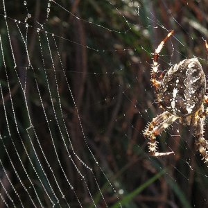 Kreuzspinne im taugeschmücken Netz