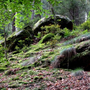 Nationalpark Sächsische Schweiz