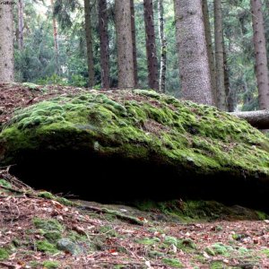 Nationalpark Sächsische Schweiz