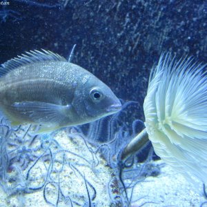 Aquarium Piran