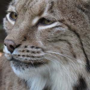 Luchs