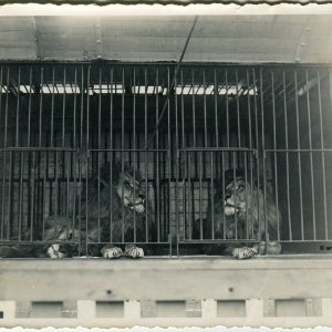 Tierschau - Löwen