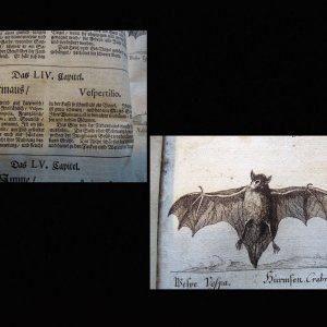 Beschreibung der Fledermaus im alten Hausbuch