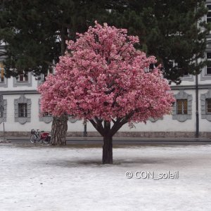 mandelbaumblüte im januar