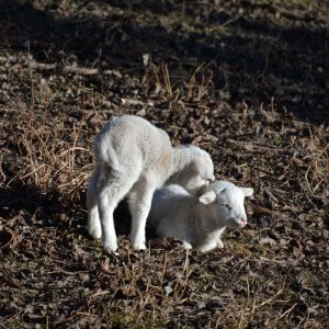 Neujahrslämmer