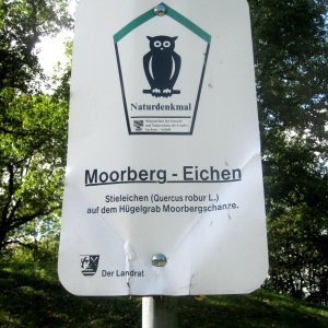 Moorberg-Eichen Quedlinburg