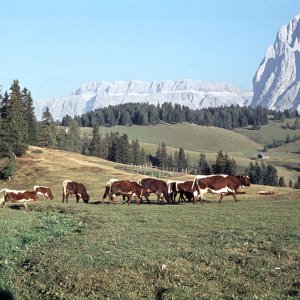 Seiser Alm mit Langkofel 1963