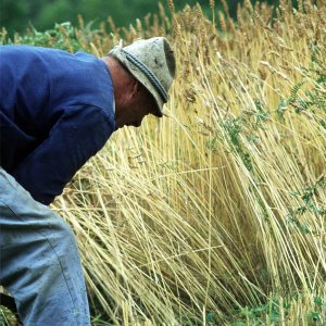 Landwirtschaft Kärnten