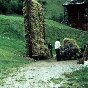 Landwirtschaft Kärnten - Harpfe