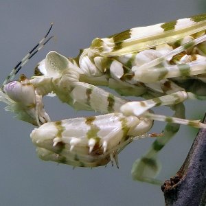 Blütenmantis Pseudocreobotra wahlbergii