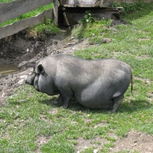 Hängebauchschwein