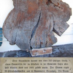Bergisel: Historische Baumscheibe einer Lärche
