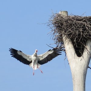 Störche im Anflug zum Nest