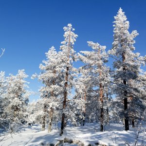 Schneeschuhwanderung-1