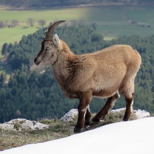 ein hübsches Steinbockweibchen