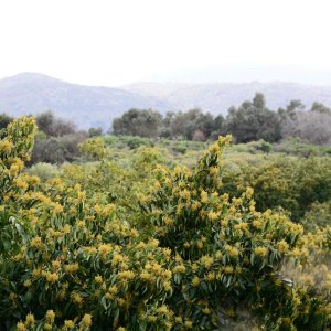 Avocadoplantage in Kreta