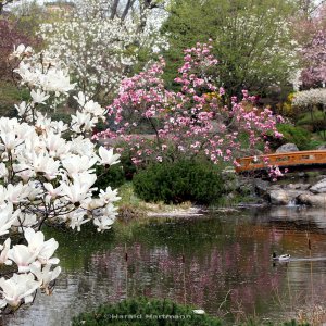 japanischer Frühling