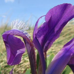 Zwerg-Schwertlilie Iris pumila