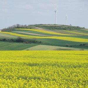 Rapsblüte