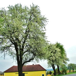 Blühendes Mostviertel