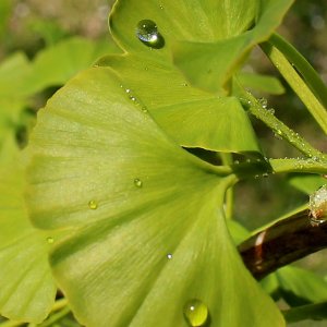 Ginkgo