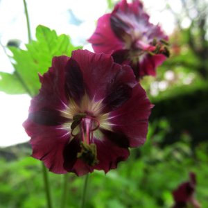 Geranium phaeum