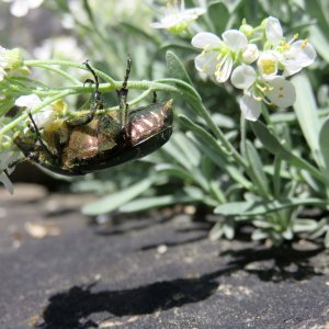 Kletterübung Rosenkäfer