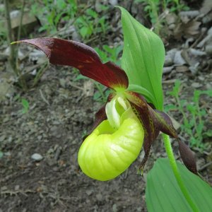 Gelber Frauenschuh Cypripedium calceolus