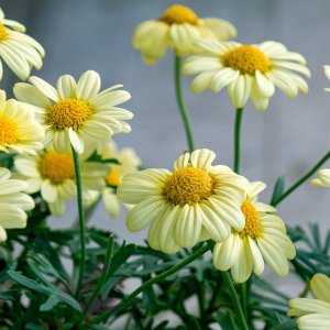 Margeriten am Balkon