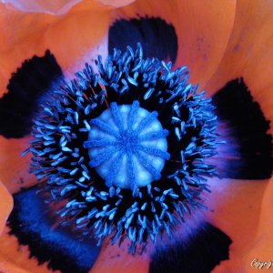 Orientalischer Mohn