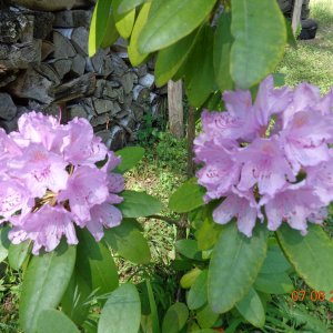 Rhododendron 4.6.2015 mit Hummel