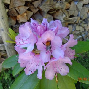 Rhododendron 4.6.2015 mit Hummel